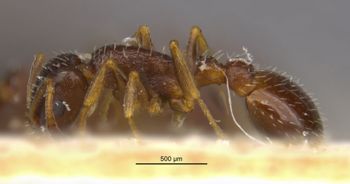 Media type: image;   Entomology 21040 Aspect: habitus lateral